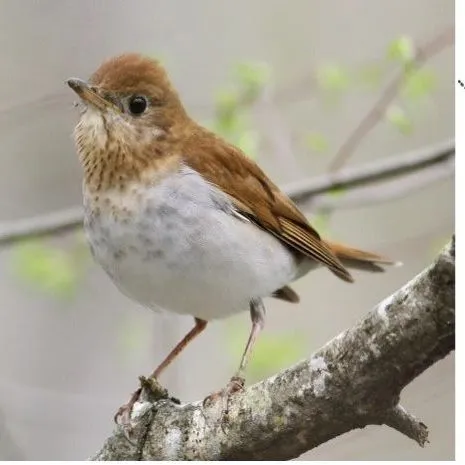 thumbnail for publication: Birds in the ’Burbs: Do migratory birds prefer urban forest fragments or residential yards?